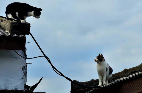 지붕 위의 고양이들 /사진=한익종