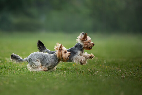 강아지는 마당에서 흙을 밟으며 뛰어노는 게 행복할 텐데 말입니다. /게티이미지벵크