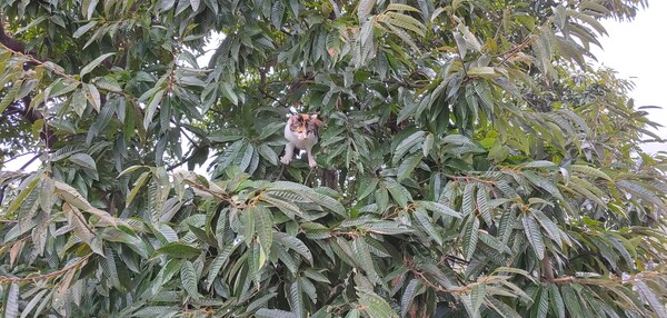 나무타기 장끼를 보여주며 관심을 끄는 고양이 /사진=송미옥