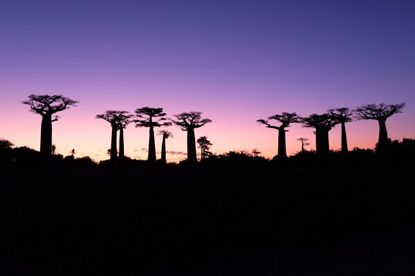 바오바브 나무 군락지의 하이라이트, 보랏빛 석양 /나소영 여행 스토리텔러