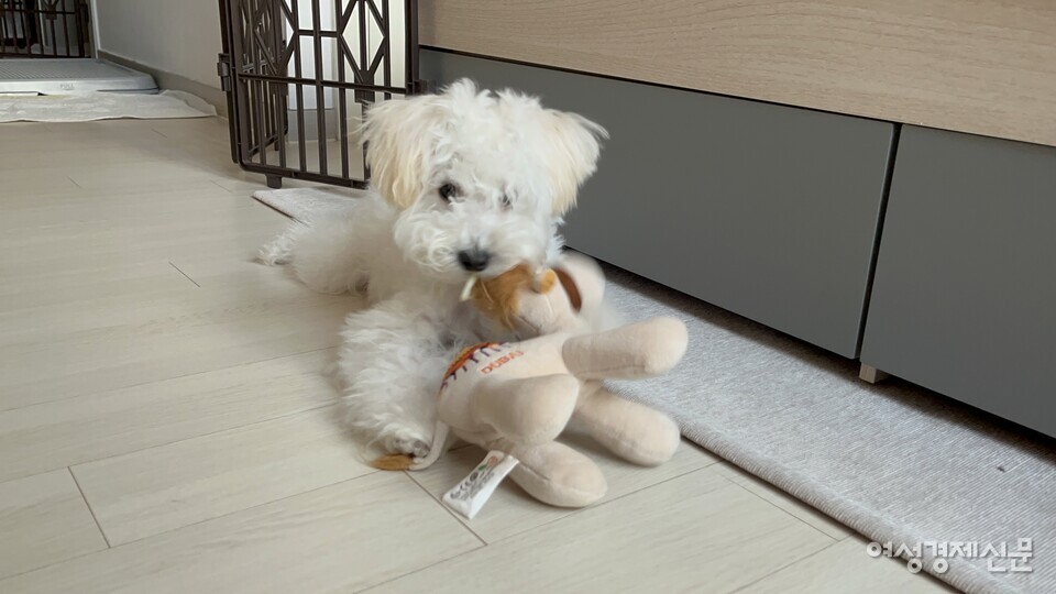 제보자 이 씨의 첫 번째 반려견의 생전 건강했을 때 모습. /제보자 제공