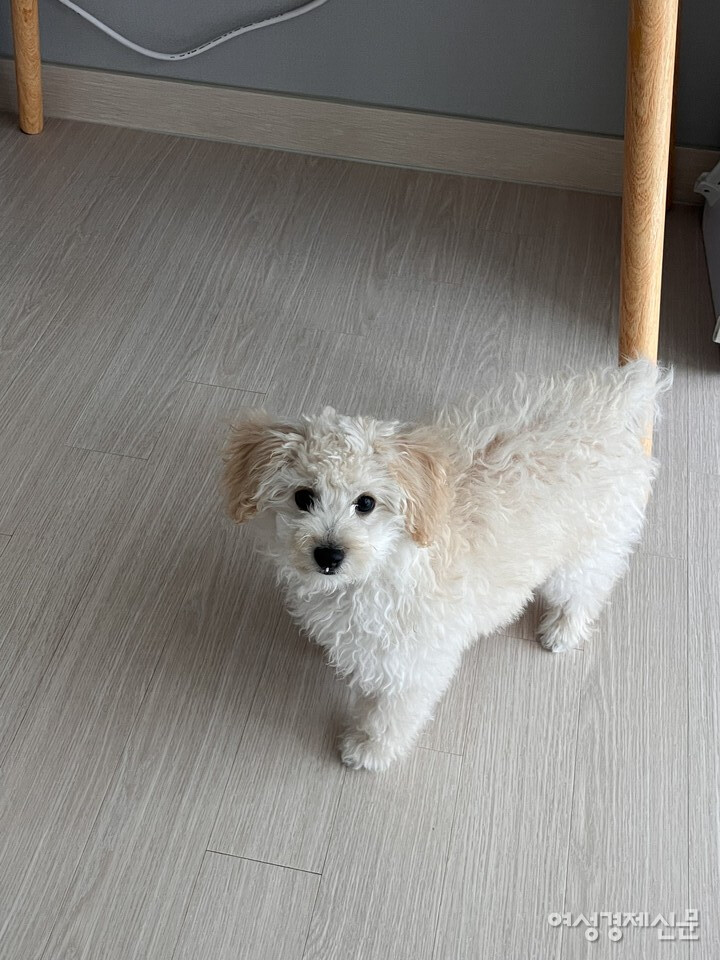 제보자 이 씨의 두 번째 반려견 '토미'의 생전 모습. /제보자 제공