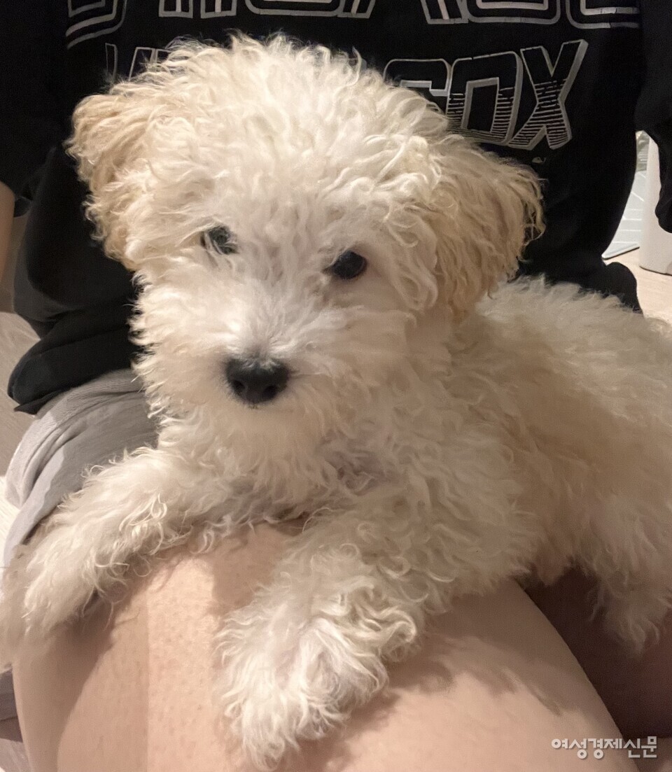 제보자 이 씨의 세 번째 반려견 '로이'의 생전 모습. /제보자 제공