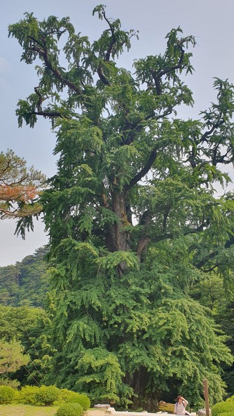 천년의 우람한 자태를 자랑하는 용문사 입구 최고령 은행나무 /박종섭