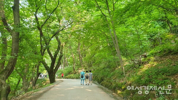                                                      우거진 숲길과 도랑물이 흐르는 산책로. /박종섭