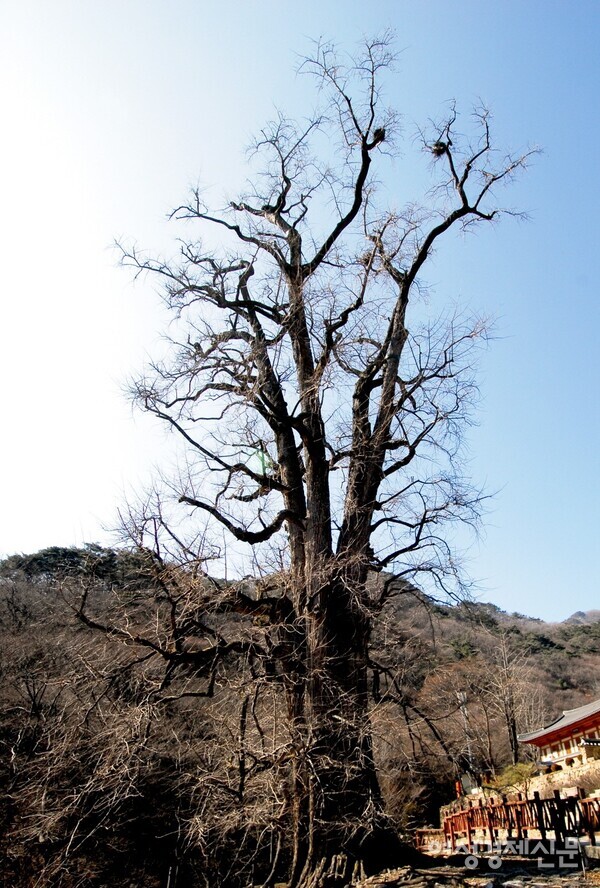 겨울을 맞아 고목처럼 잎을 떨군 용문사 입구 천년 은행나무. 고목이 아니라 나목이다. /게티이미지뱅크