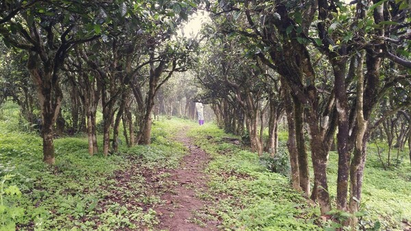 중국 윈난성 임창차구 대설산 고차수 다원, 생태 환경에서 자란 차나무는 대엽종이라 해도 쓰고 떫은맛보다 감칠맛이 좋아서 오래 보관하지 않고 바로 마실 수 있다. 보이차는 올해 만들어 바로 마셔도 좋고 보관하면서 변화되는 향미를 즐기며 마셔도 좋은 차다. /사진=대평보이차 제공