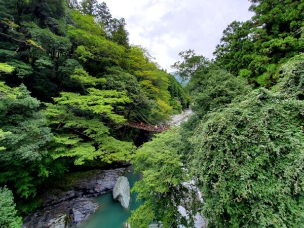 울창한 숲속에 있는 흔들다리. 멀리서 보면 귀엽기까지 하다. /사진=양은심