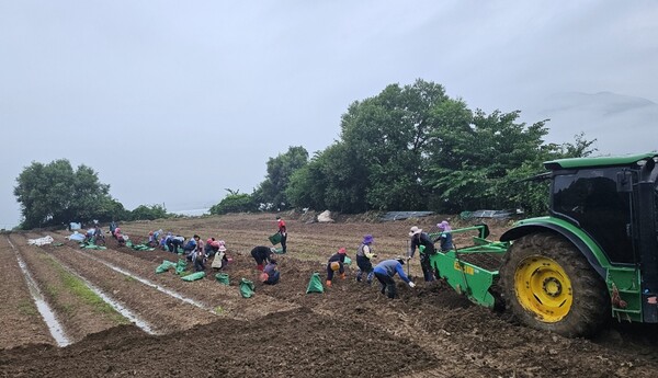 KGC인삼공사가 8월6일 강원 철원 등 폭우 피해를 입은 계약재배 농가를 위해 인삼 긴급 구매에 나섰다. /KGC인삼공사