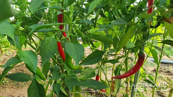 붉게 익어가는 텃밭의 고추 /박종섭