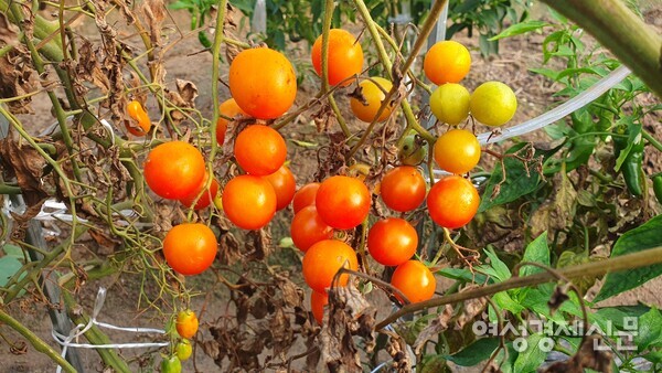 탐스럽게 익은 텃밭의 방울토마토 /박종섭