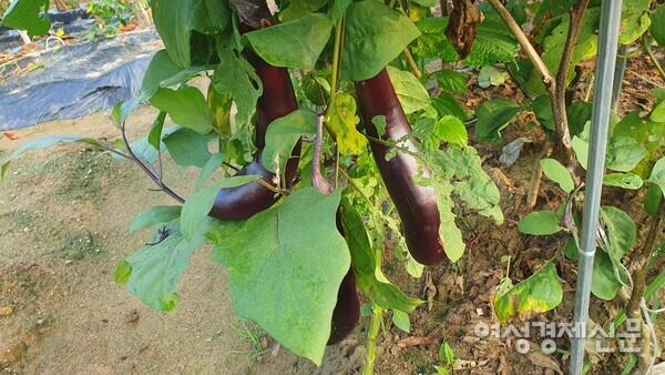 텃밭의 가지는 가을까지 꽃이 피고 열매를 맺는다. /박종섭