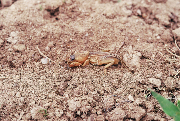 도심에서 보기 힘든 땅강아지가 텃밭에 산다. /게티이미지뱅크