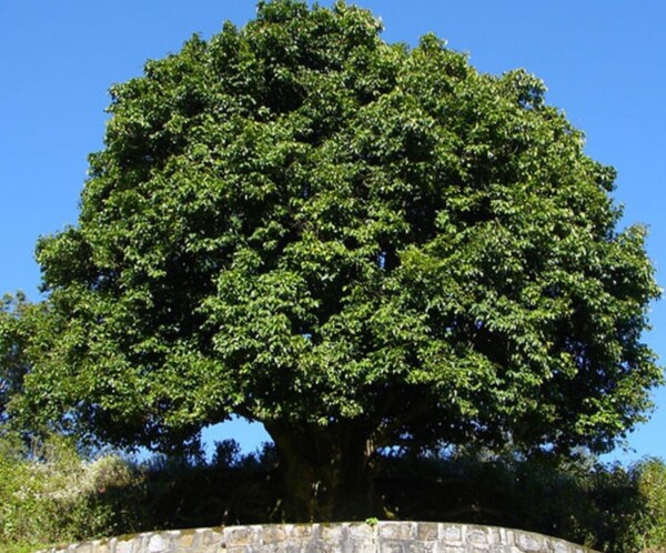 나무의 나이가 320살이 아니라 3200살인 향죽청 고차수, 차나무의 조상으로 차조(茶祖)라고 부른다. 중국 윈난성에는 수령 수백 년이 넘는 차나무들이 심산유곡 곳곳에서 자라고 있으며 고수차로 만들어져 귀한 보이차로 대접받는다. /사진 출처=다음카페 취다헌