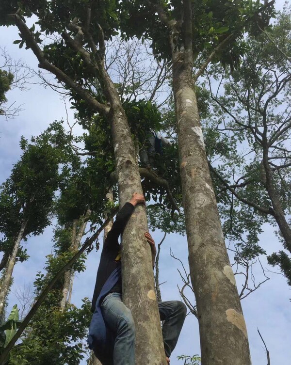 윈난성에는 중국의 다른 지역에서는 찾아볼 수 없는 고차수가 수를 셀 수 없이 많다. 산지를 대표하는 고차수는 차왕수로 보호받고 있지만 수백 년 된 차나무는 잎으로 차를 만들어 판매된다. /사진 출처=다음카페 대평보이차