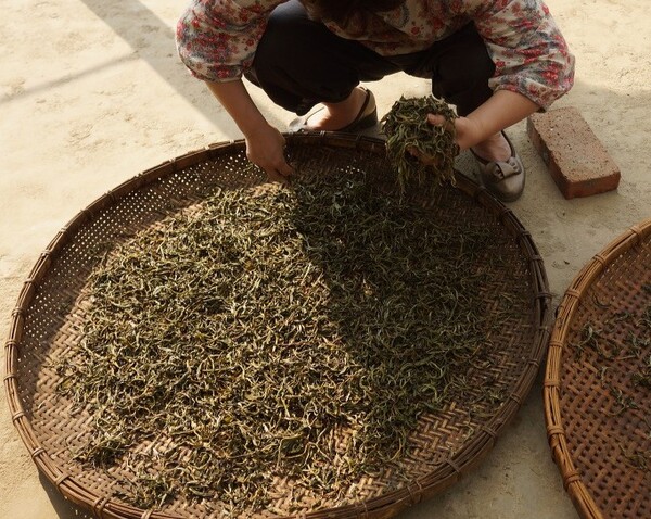 봄에 딴 찻잎(위쪽)과 시들이기, 덖고 비빈 다음에 햇볕에 말려 만들어진 쇄청모차는 그대로 긴압하면 생차가 되고 발효 과정을 거치면 숙차가 된다. /사진 출처=다음카페 대평보이차