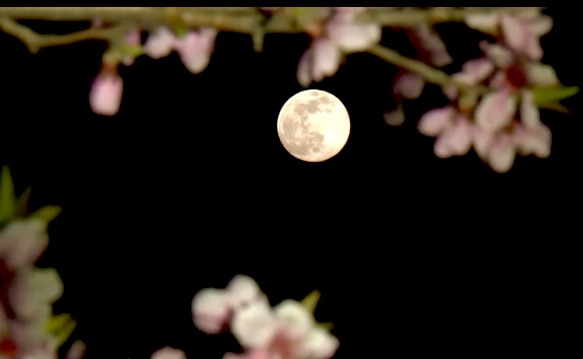 보름달을 바라보며, 믹스 커피의 감칠맛과 베토벤 월광곡에 담긴 평안함의 고독을 당신에게 보냅니다. /사진=최익준