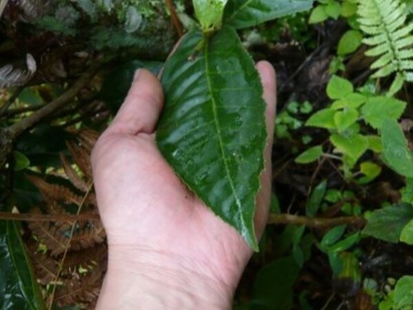 대엽종 차나무의 잎은 크기가 손바닥만 하다. 잎 크기만큼 차의 성분도 풍부해서 대엽종으로 만드는 보이차와 홍차, 백차는 타 지역의 차보다 향미가 농밀해서 인기가 많다. 후발효라는 오래 보관해서 마실 수 있는 근거도 풍부한 폴리페놀 함량 때문이다. /사진 출처=다음 카페 차연구소