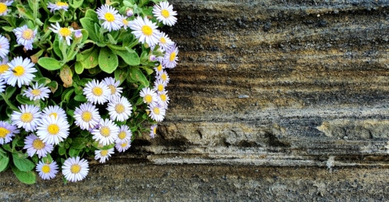 절벽 끝에 핀 소국들 /사진=한익종