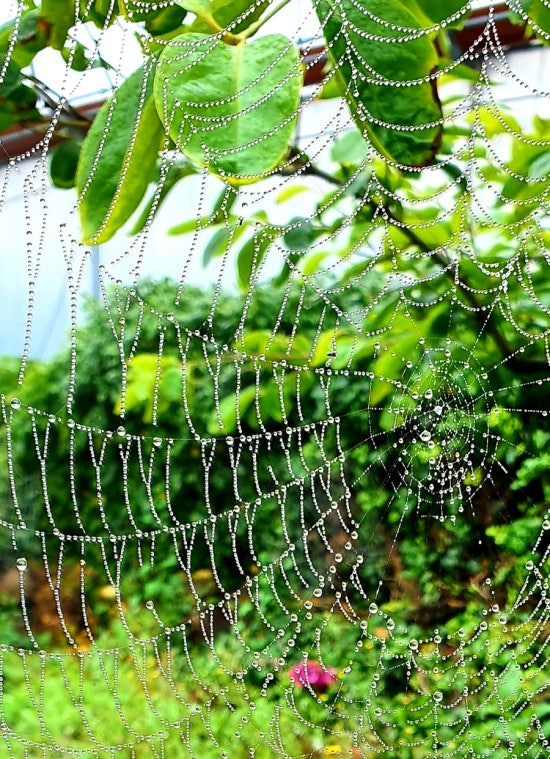 긴 밤을 지새운 아침 이슬 /사진=한익종