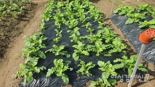 김장용 무와 배추가 커가는 모습 /박종섭