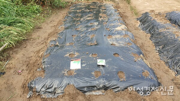 가을 채비를 위해 갈아엎고 비닐을 씌운 텃밭 /박종섭