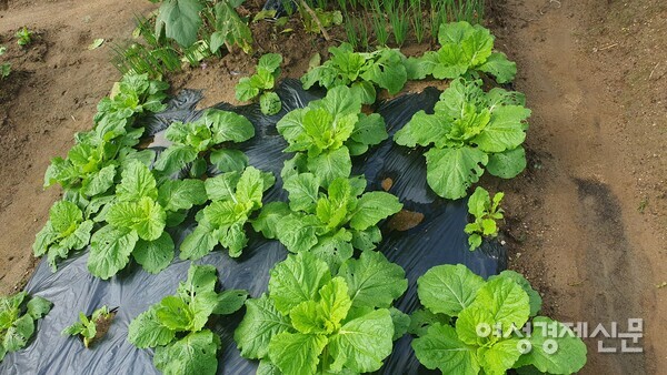 가을 김장용 배추가 모습을 갖추고 있다. /박종섭