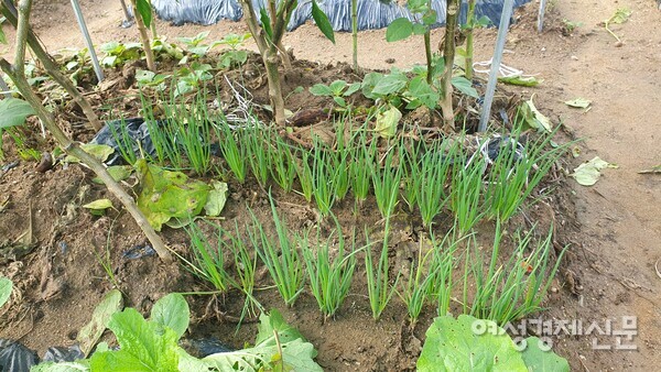 쪽파도 싱싱하게 자리를 잡고 /박종섭