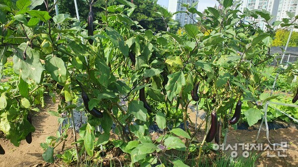가지는 가을까지 열매를 수확할 수 있다. /박종섭