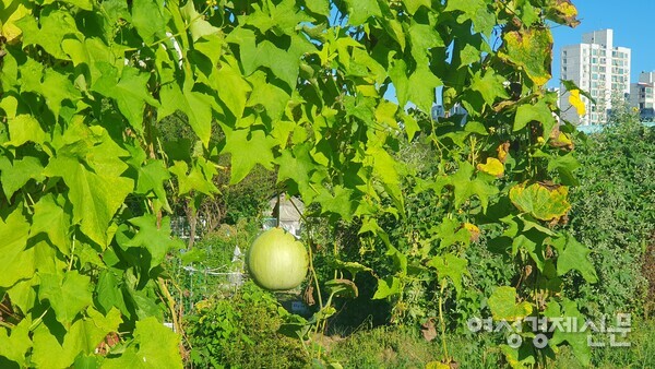 조롱박과 함께 가을도 깊어진다. /박종섭