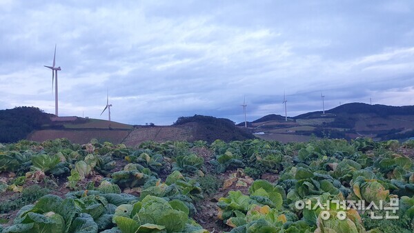 고랭지 배추 대표적 생산지 강릉 안반데기 /박종섭