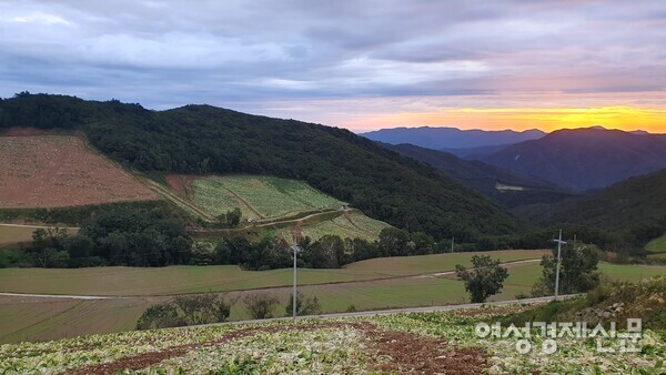 고랭지 배추밭 전경 /박종섭