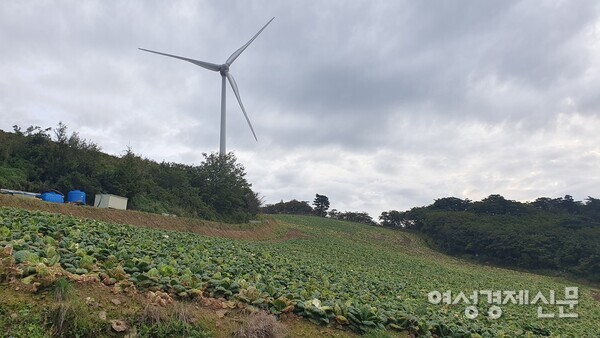 상품화가 어려운 배추들 /박종섭