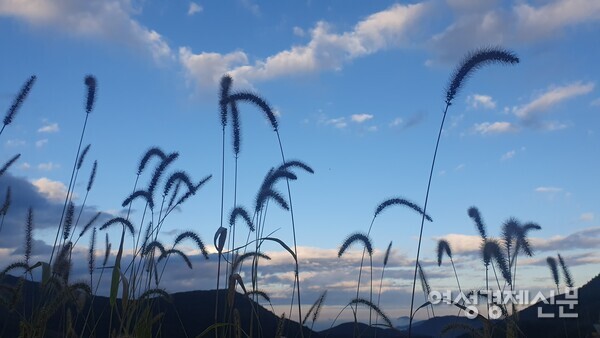 고산지대 안반데기에도 어김없이 가을이 깊어져 간다. /박종섭