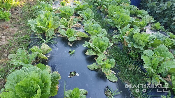 도심 이웃 텃밭의 배추밭도 더위가 할퀸 흔적이 역력하다. /박종섭