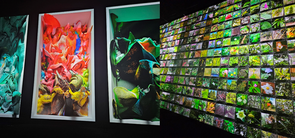 레픽 아나돌 작가의 ‘기계환각_LNM’(좌)은 식물, 동물, 풍경, 산호의 수억 개의 이미지를 데이터화해 이미지를 구현하고, ‘살아있는 아카이브LNM’(우)는 연속 생성형 AI를 활용해 세계 각지의 우림 속 자연을 생생하게 재현한다. /사진=김현주