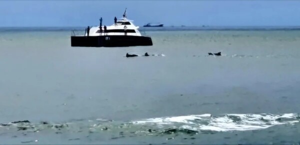 돌핀 워칭 투어에 나선 배와 돌고래 /사진=한익종