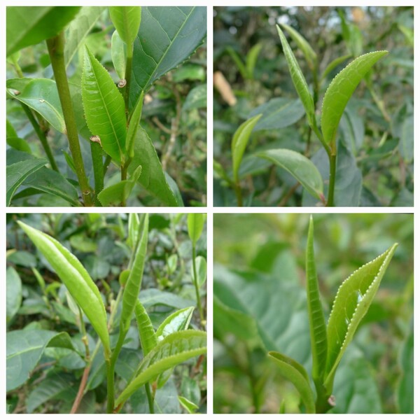 이른 봄 차나무에는 새싹이 올라온다. 청명 이전에 싹 하나와 잎 두 개를 따서 만드는 첫물차는 진한 향미에서 특별한 대접을 받는다. /사진 출처=다음 카페 '대평보이차'