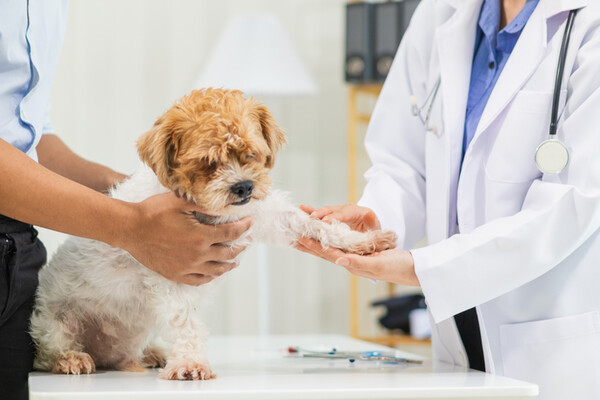 동물병원에서 진료 받는 강아지의 모습 /게티이미지뱅크