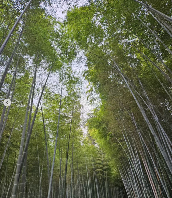 치쿠린(竹林 죽림) /윤마디