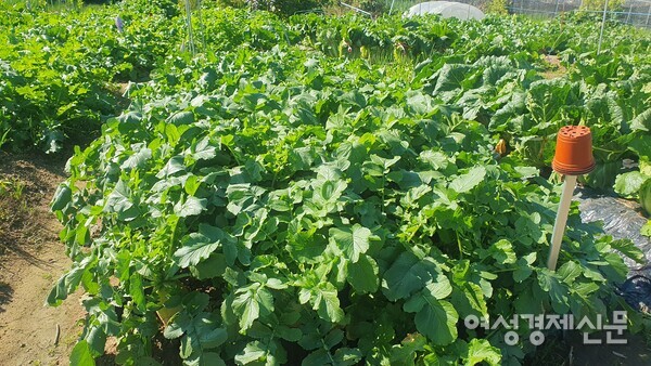 가을 김장용 채소가 익어가는 텃밭 /박종섭