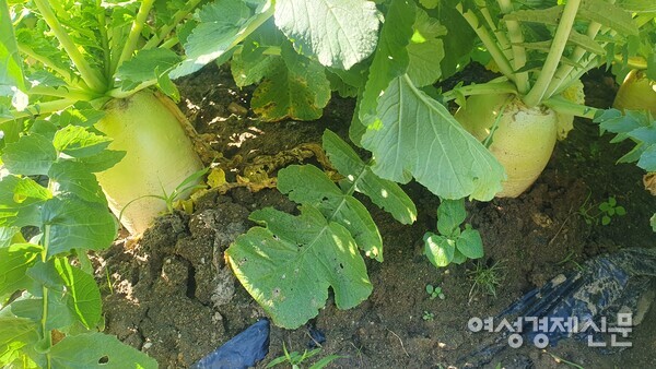 어른 팔뚝처럼 굵어가는 무 /박종섭