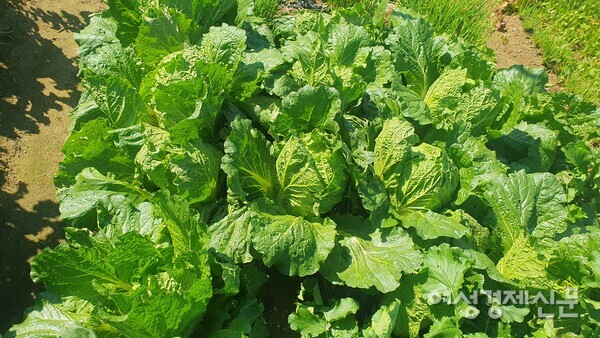 배추는 잎을 오므려 고갱이를 만든다. /박종섭