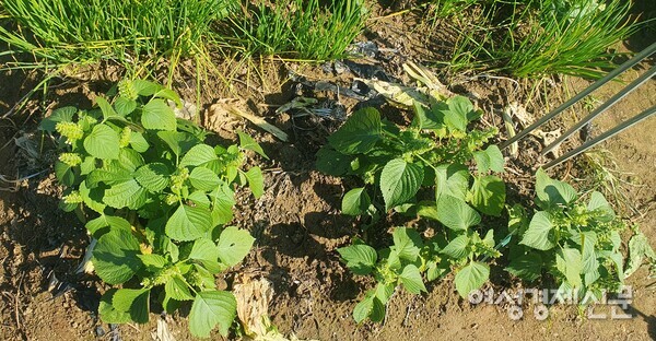 어린 깻잎 깨는 꽃을 피우고 열매를 맺어 종족 번식을 준비한다. /박종섭
