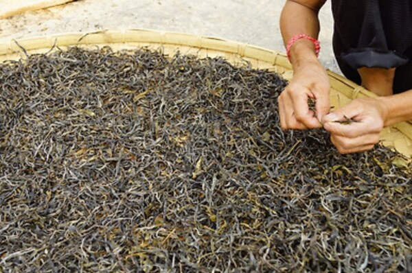 찻잎을 한 번 덖고 비벼서 햇볕에 말린 쇄청모차는 완성된 차가 아니라 보이차의 원료라고 할 수 있다. /사진 출처=다음카페 '대평보이차'