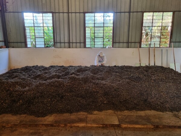 쇄청모차로 발효 과정을 거쳐 만들어진 숙차. 지금은 위생적인 환경에서 만들어지고 있으며 발효법을 개선하고 고급 모료를 사용하여 싸구려 차가 아닌 보이차의 양대 갈래 중 하나로 손색이 없는 차가 생산되고 있다. /사진 출처=네이버 블로그 '오운산석가명차' 최해철