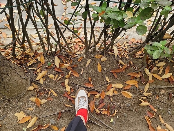 나도 신어본다. 빨간 양말 /사진=홍미옥