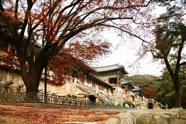불국사에 가을 단풍이 아름답다고 했지만 나는 못 보고 왔다. /게티이미지뱅크