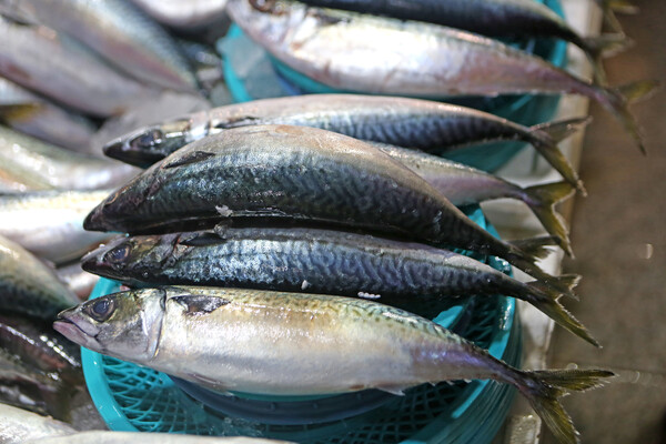 유명한 안동 간고등어를 제치고 어르신들을 유혹하는 생고등어가 좌판에서 빤짝인다. /게티이미지뱅크