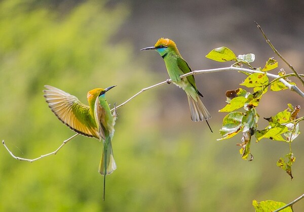 이렇게 마주 보며 맛있게 먹다가 상대방을 향해 음식물 세례를 하는 장면을 상상해 보시길··· /픽사베이